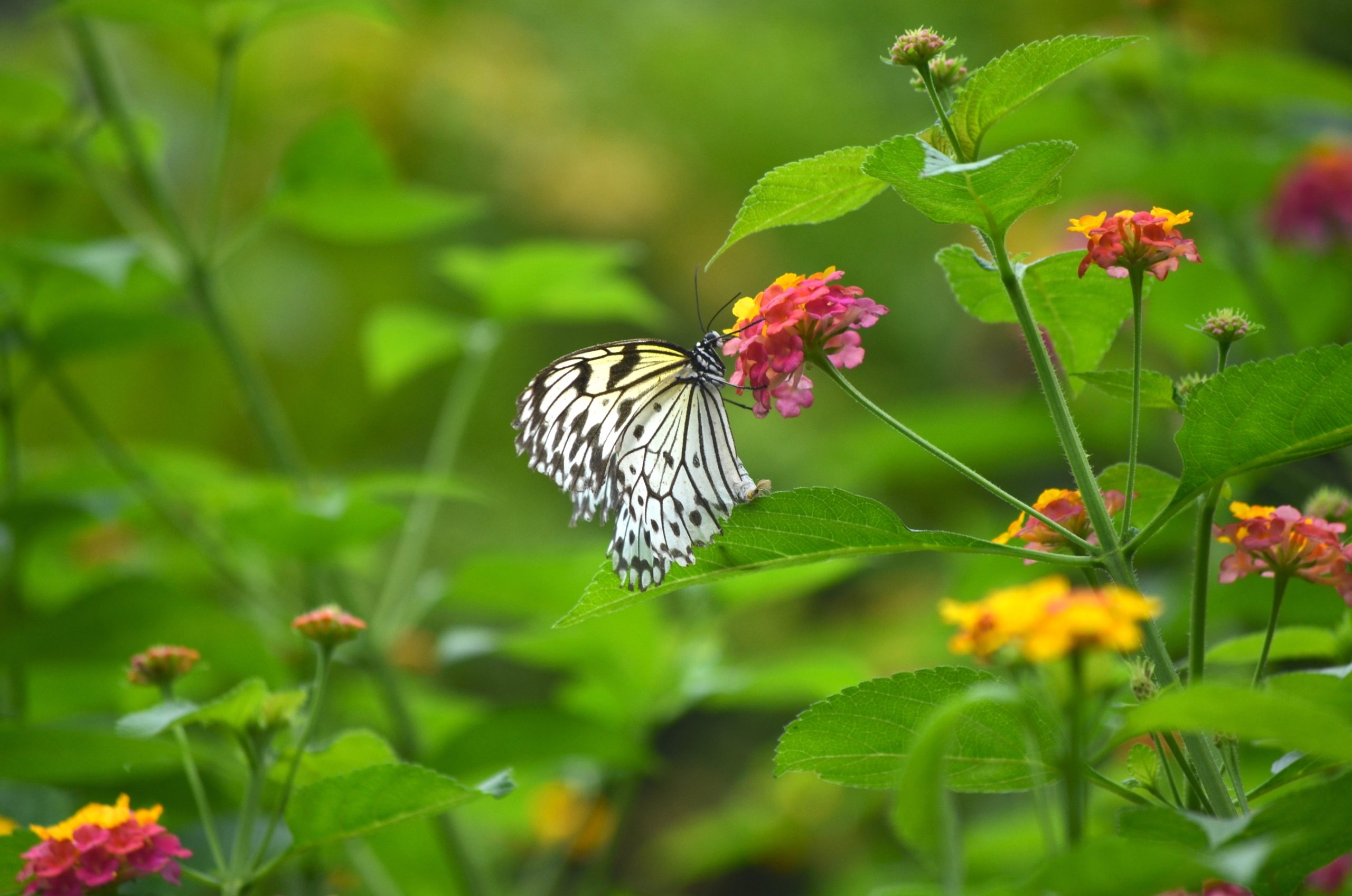 Butterfly_in_garden